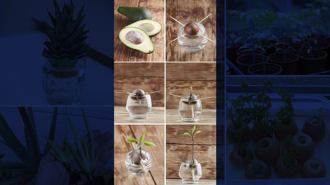 ¡En tiempos de coronavirus! Cultiva en casa tus propias frutas y verduras 