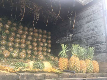 Piñas portaban en su interior 745 kg de cocaína 
