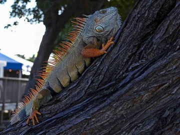 Florida podría tener ‘lluvia’ de iguanas congeladas