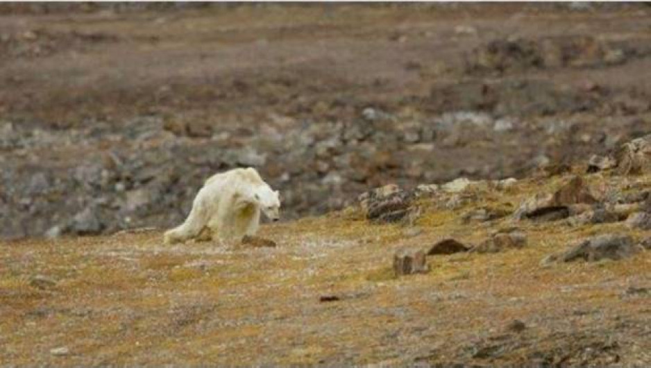 "Así es el hambre": el sobrecogedor vídeo de un oso polar moribundo en el Ártico