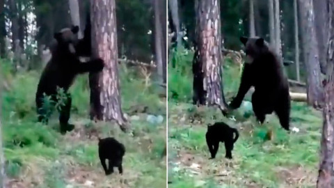 Gato enfrenta a enorme oso para defender a sus amos