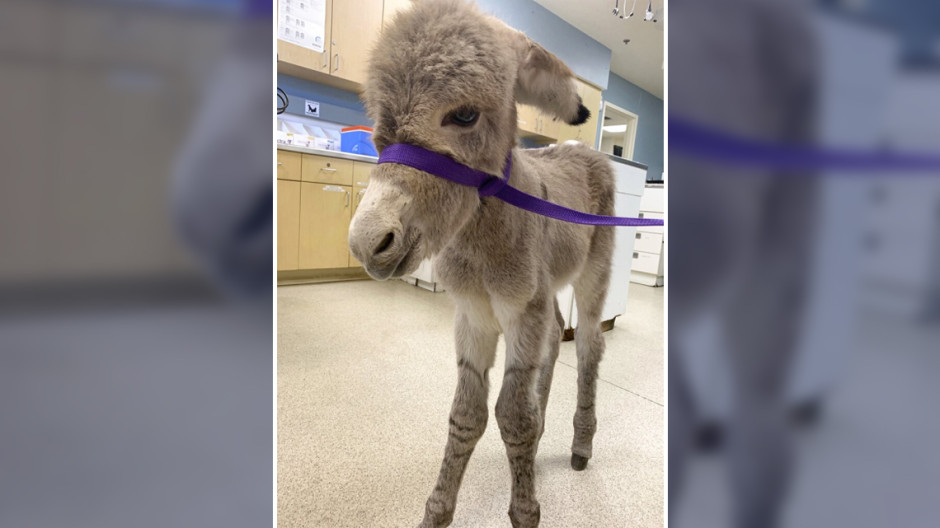 Rescatan a burrito herido en California