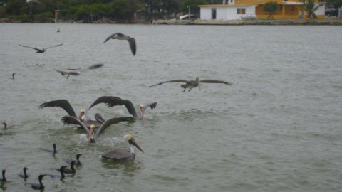 Especies marinas emigran por altas temperaturas en la zona
