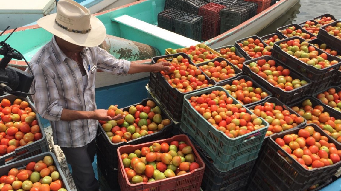 Productores de tomate recienten las trabas de EU para exportar el producto