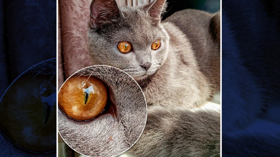 Así luce la primera fotografía tomada con un smartphone de Xiaomi