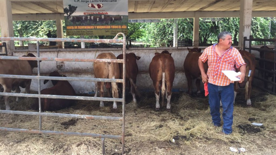 Será mejorada la producción ganadera en el campo de Tamaulipas
