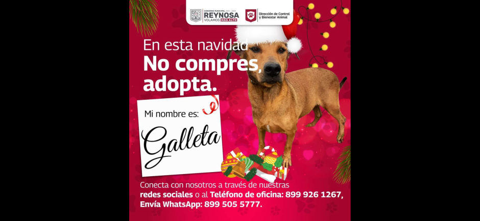 Fomenta Alcalde Carlos Peña Ortiz adopción de mascotas en Reynosa