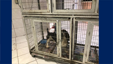 Protectora de animales en Nuevo Laredo pide a la población no abandonar a las mascotas   