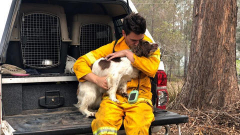 Ella es Taylor, la perrita que ayuda a salvar koalas en Australia
