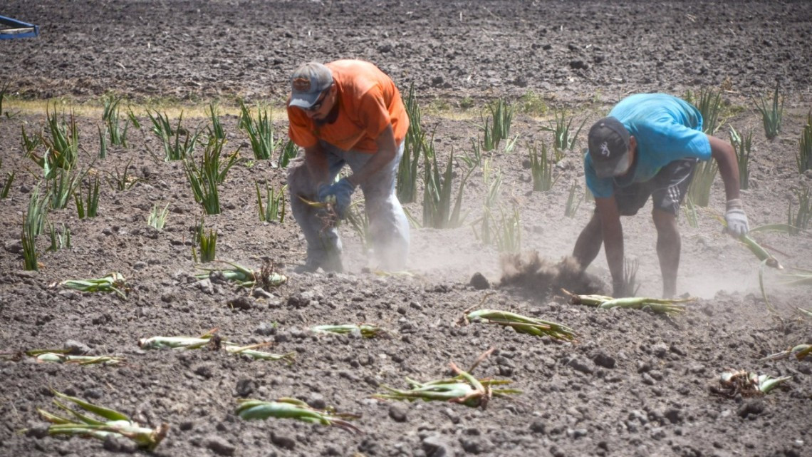 Incrementarán sus ingresos productores agrícolas