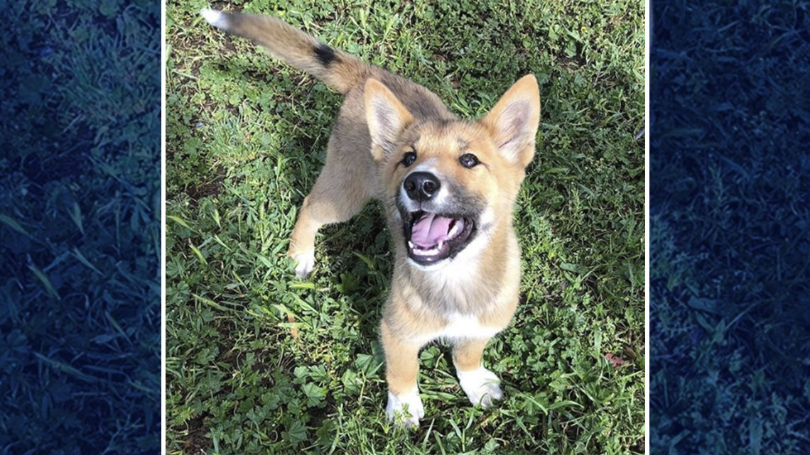 Pensaba que era un zorro o un perro, pero resultó ser algo más sorprendente