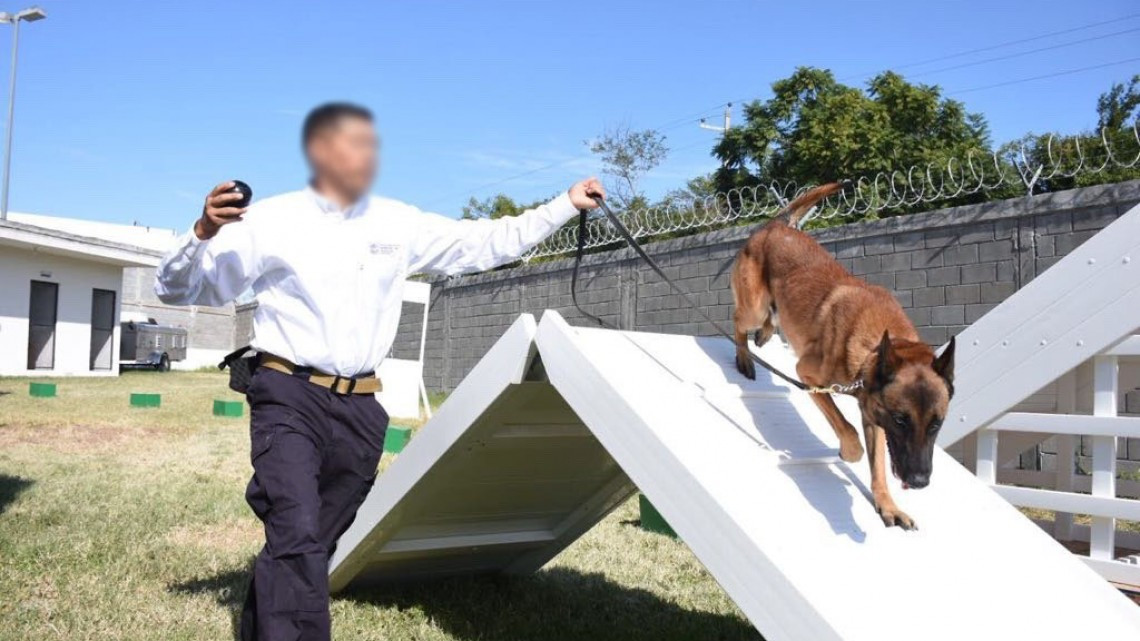 Entregan 3 agentes caninos a Procuraduría Tamaulipeca