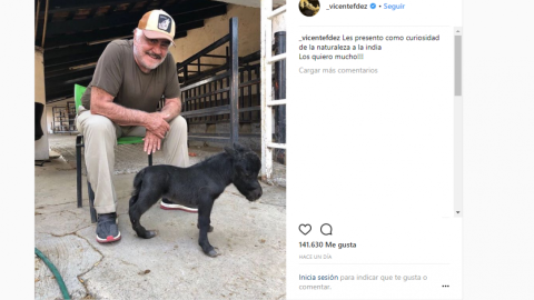 Vicente Fernández presume caballito transgénico
