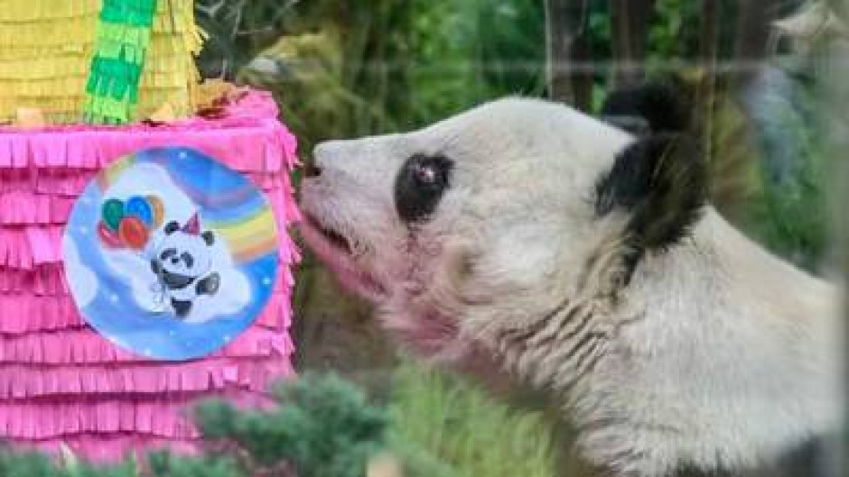 Muere Shuan Shuan la panda más longeva de México 