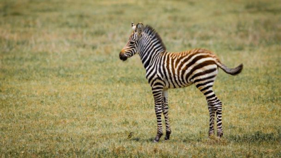 Tras un susto por fuegos artificiales muere una cebra bebé
