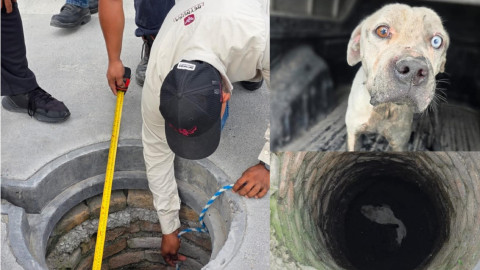 Rescatan a lomito atrapado en alcantarilla 