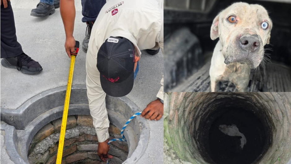 Rescatan a lomito atrapado en alcantarilla 