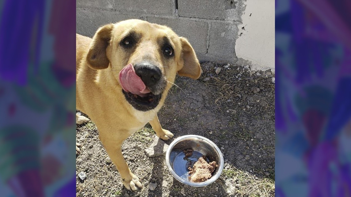 Ofrecen posada para perritos callejeros en Matamoros