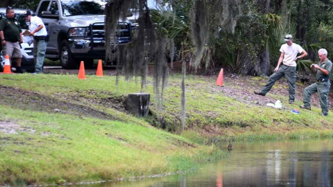 Mujer asesinada por caimán mientras paseaba a su perro