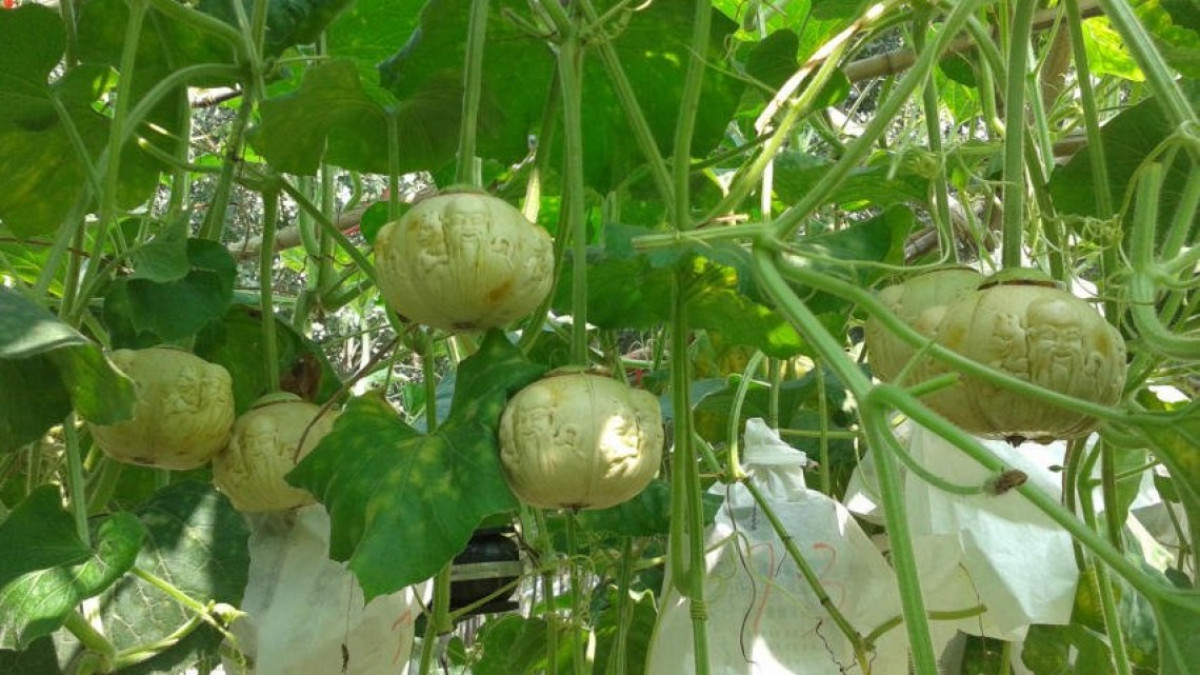 Las frutas con forma alcanzaron un nuevo nivel 