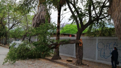 Fuertes rachas de viento provocan caída de una docena de árboles en Victoria