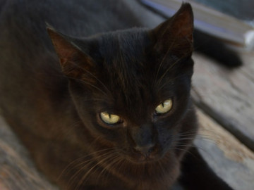 Detectan peste negra en tres gatos de Wyoming