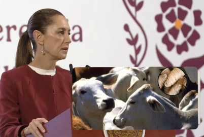 'No estamos de acuerdo', dice Sheinbaum sobre cierre de fronteras a ganado mexicano por gusano barrenador