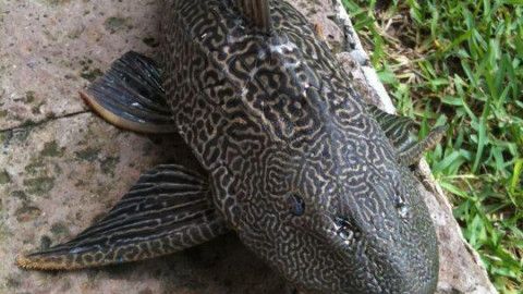 Presencia de pez diablo no ha generado problemas en laguna del sur 