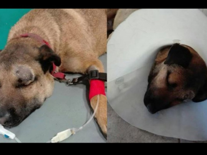 Por poco muere tras salvar a 3 niños de una serpiente