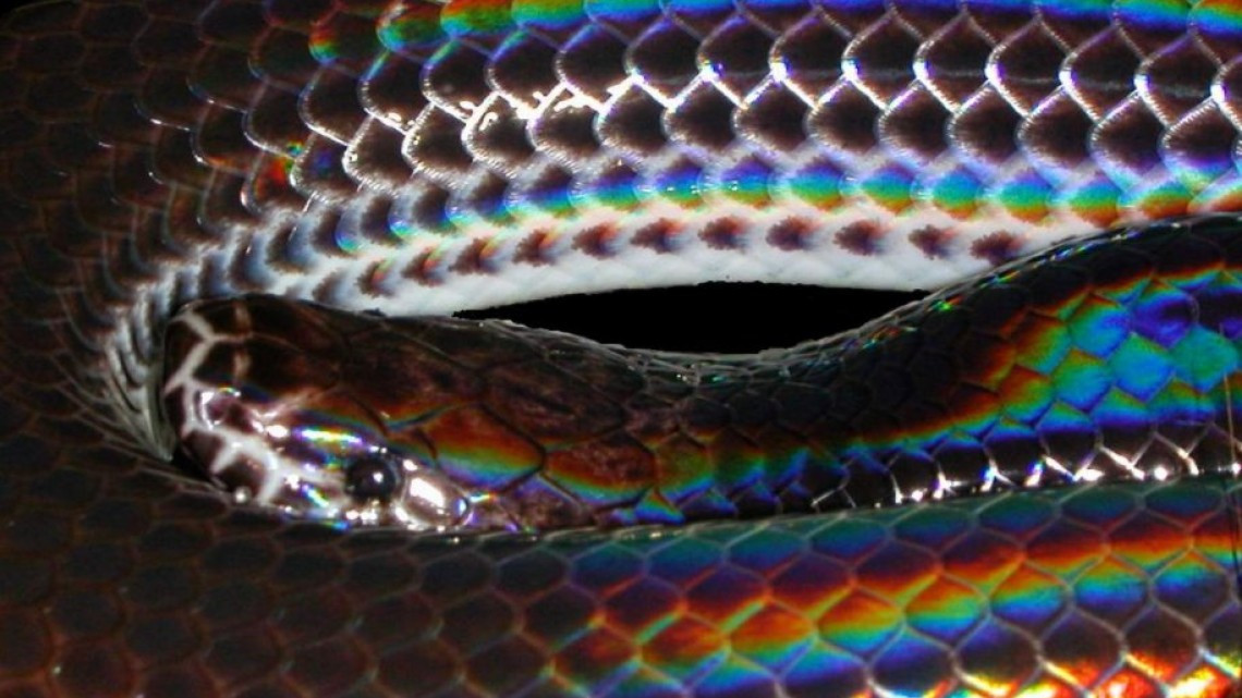 La cobra más bonita que verás hoy