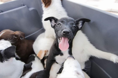 Mañana hay feria de la adopción canina y felina