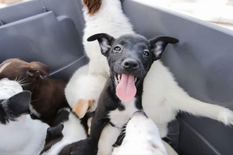 Mañana hay feria de la adopción canina y felina