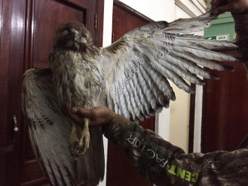 Profepa rescata aguililla silvestre