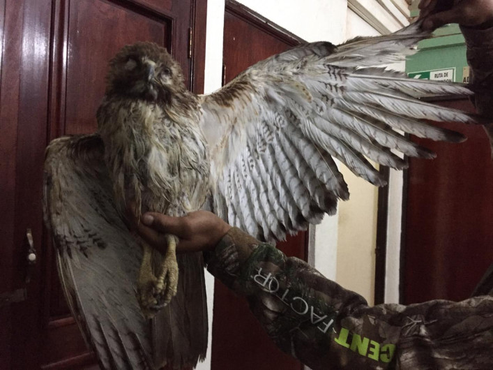 Profepa rescata aguililla silvestre