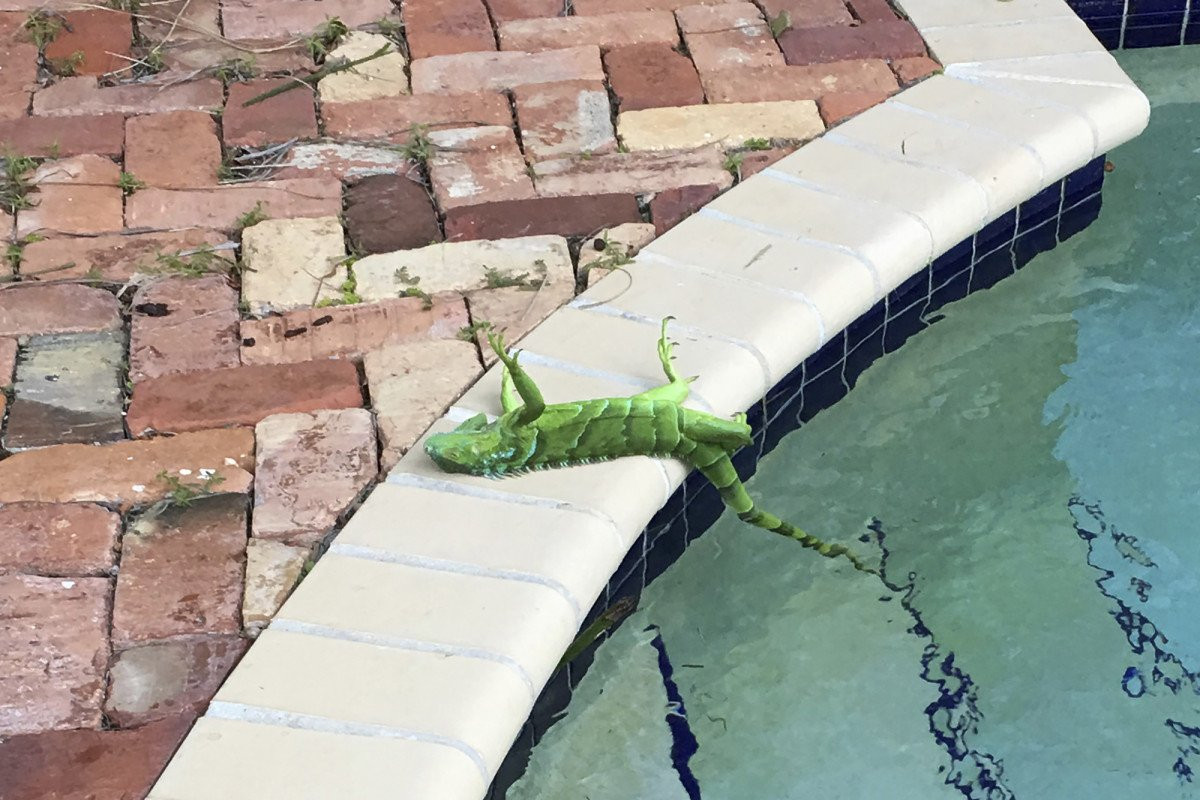 Iguanas se congelan por bajas temperaturas en Florida
