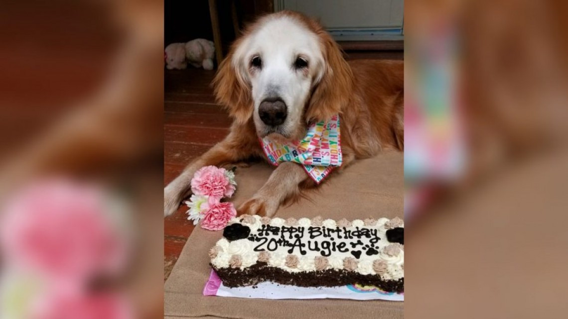 August, la perrita golden retriever más vieja de la historia