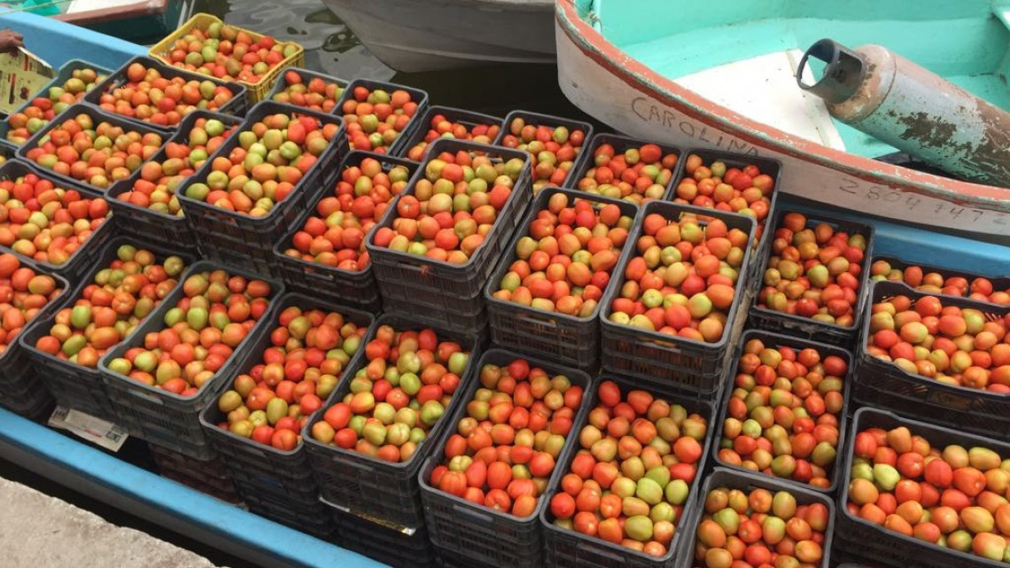 Altos impuestos, elevan costos de insumos de producción en el campo