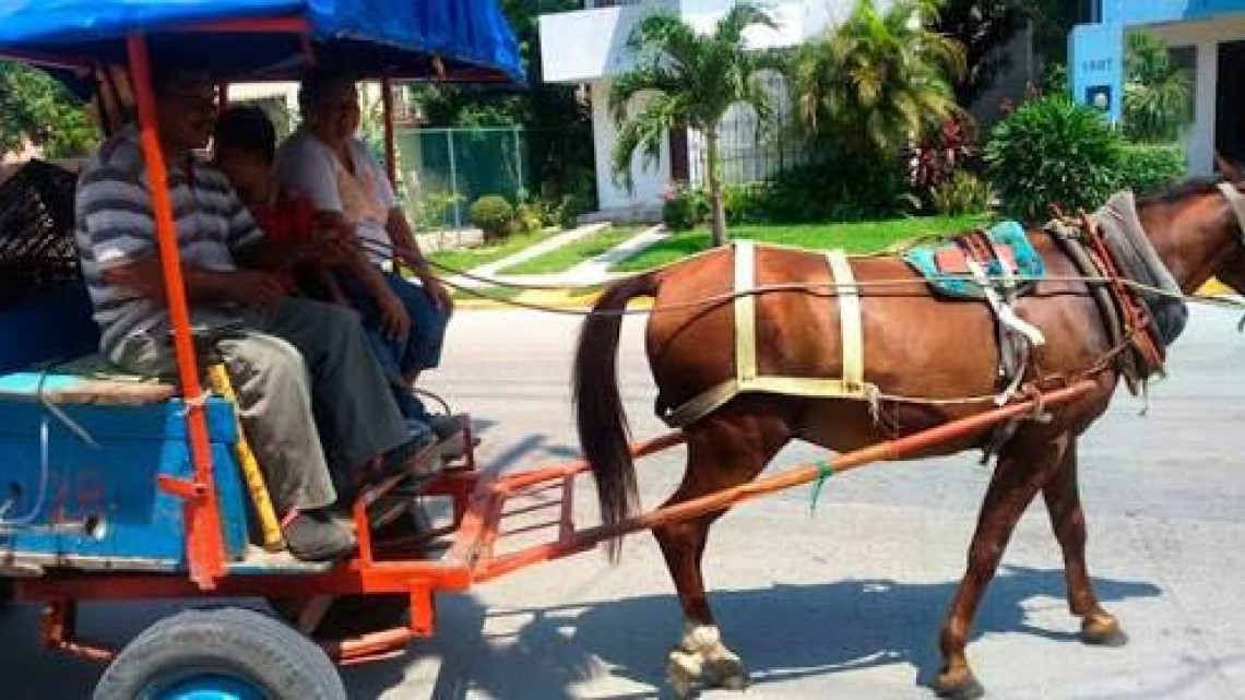 Se rehúsan carretoneros a dejar de lado a los caballos