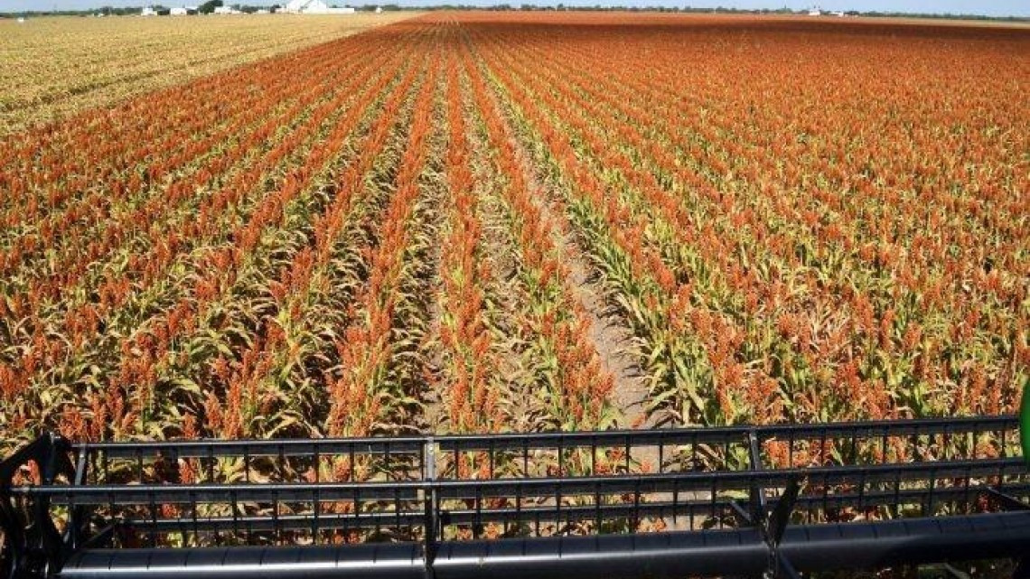 No podemos competir con el mercado internacional porque seguimos sin apoyos federales: Agricultores