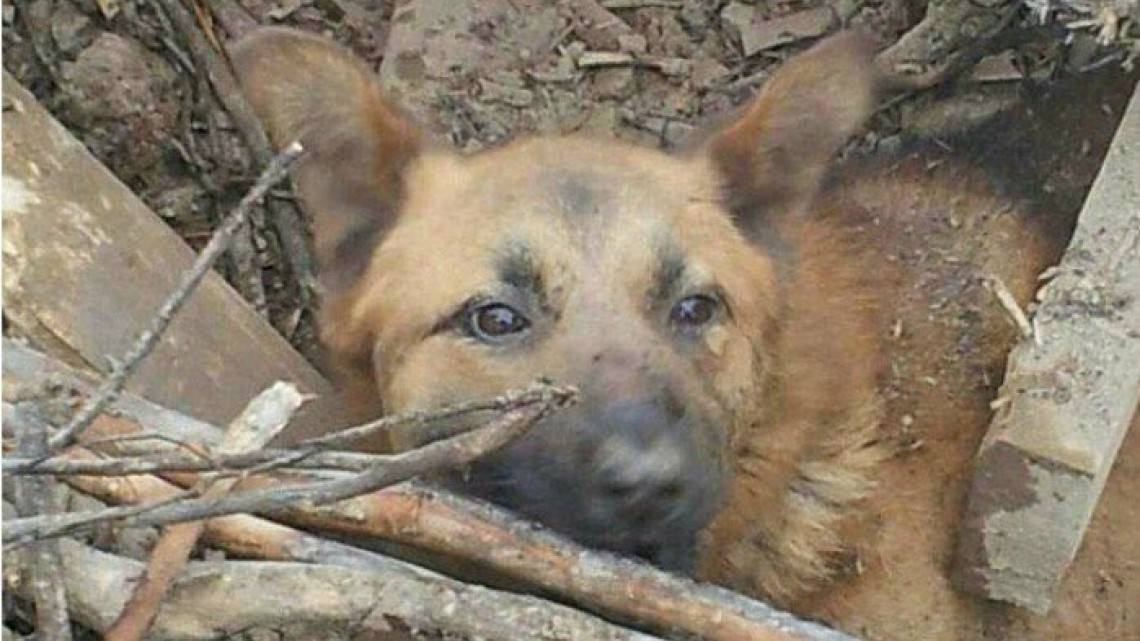 Rescatan a perro de escombros que dejó el sismo 