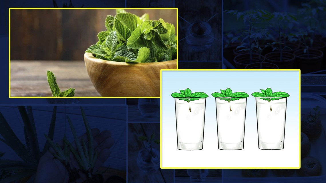 ¡En tiempos de coronavirus! Cultiva en casa tus propias frutas y verduras 