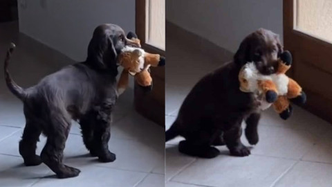 La desilusión de un cachorro cuando su dueño se va a pasear sin él 