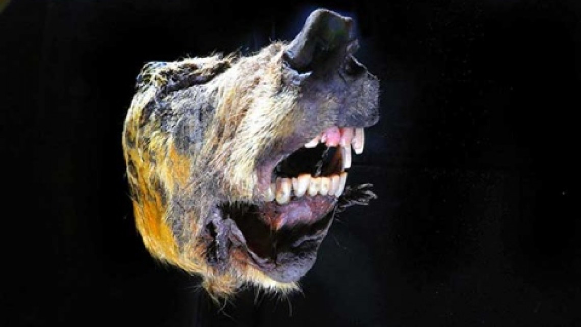 Descubren cabeza conservada de lobo prehistórico 