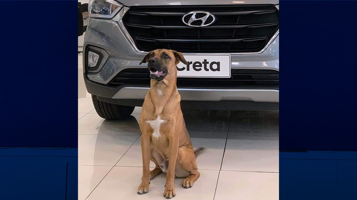 Perrito obtiene empleo en agencia de autos 