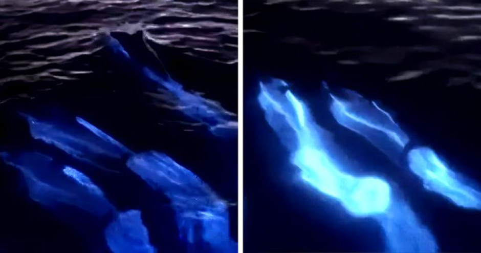 Los delfines brillan mientras nadan en las playas de Acapulco 