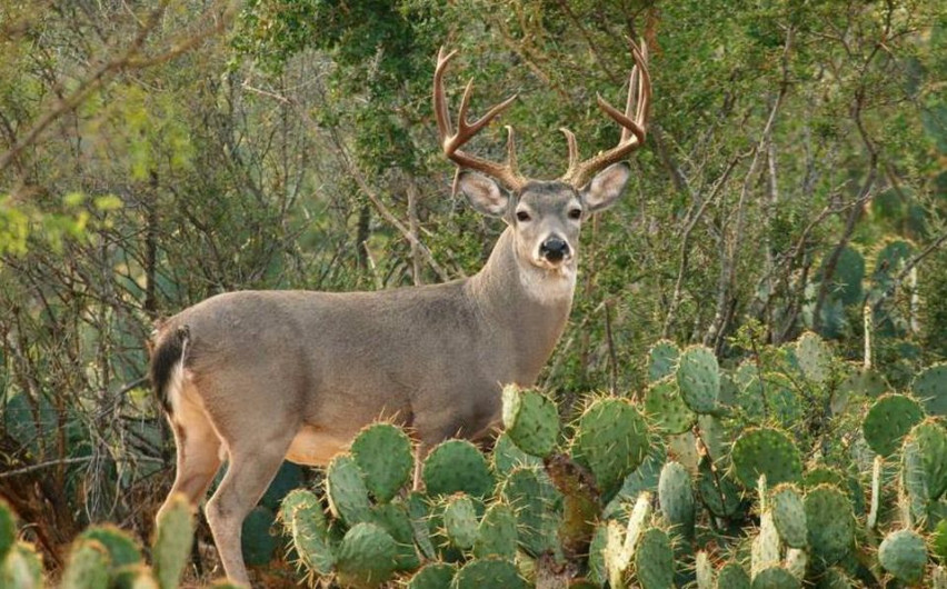 ANGADI de Nuevo Laredo, contra la iniciativa para reformar la ley general de vida silvestre