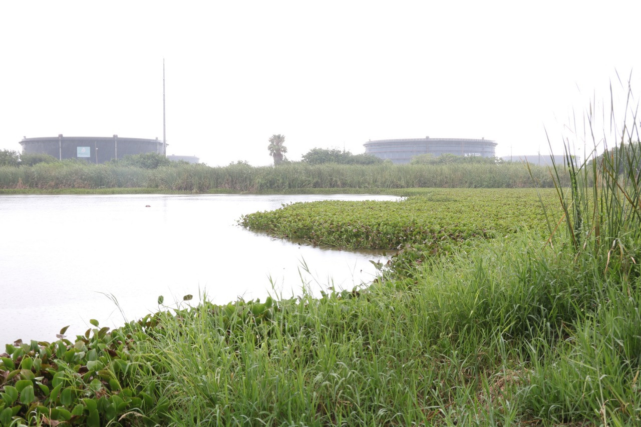 Gobierno de Madero inicia acciones de limpieza en el sistema lagunario