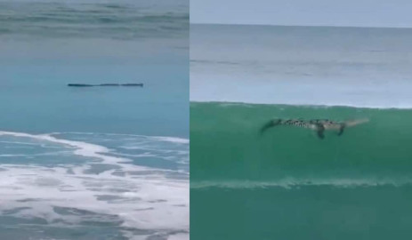 Familia confunde cocodrilo con tronco en la playa de Mazatlán 