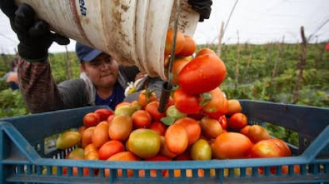 EU reanuda aranceles al tomate mexicano; México responde con firmeza