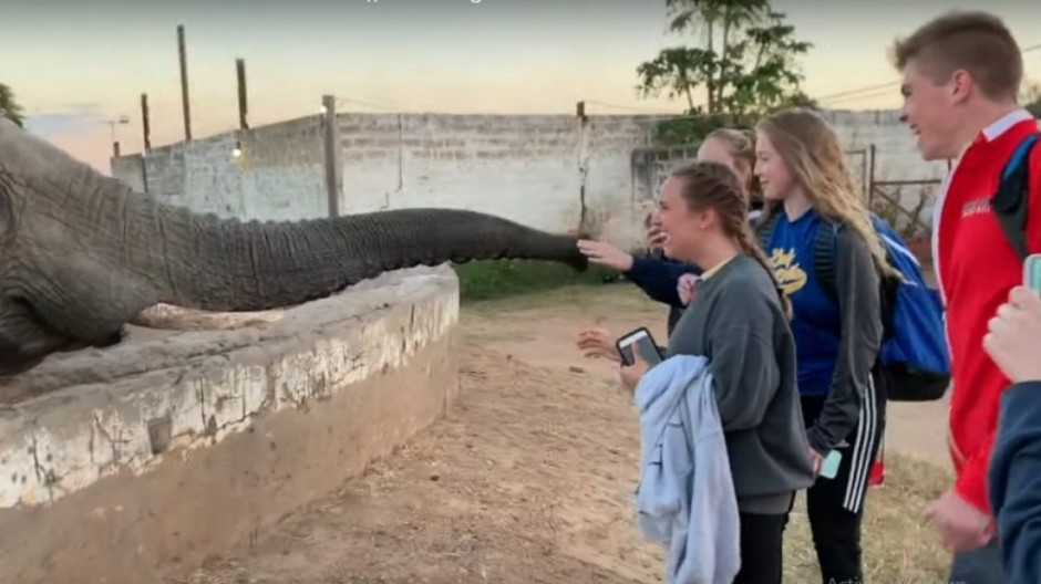 Elefante golpea a joven que intentaba tomarle una foto en África